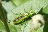 Rhogogaster chlorosoma