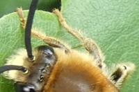 Eucera