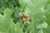 Eucera