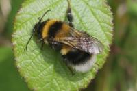Bombus hortorum