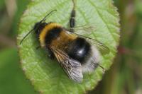 Bombus hortorum