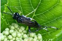 Macrophya montana
