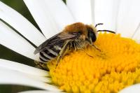 Colletes