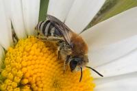 Colletes