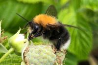 Bombus hypnorum