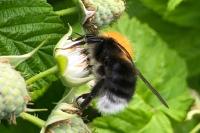 Bombus hypnorum