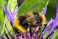 Bombus pratorum