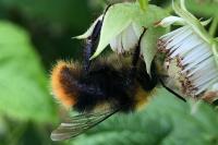 Bombus pratorum