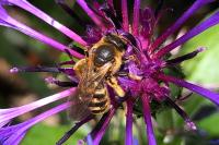Halictus