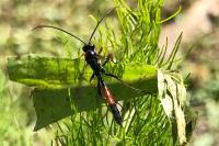 Ichneumon