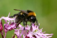 Bombus terrestris