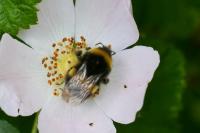 Bombus terrestris