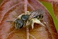 Andrena