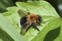 Bombus hypnorum
