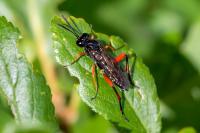 Macrophya diversipes