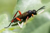 Macrophya diversipes