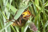 Vespa crabro