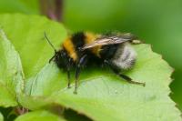 Bombus hortorum