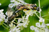Macrophya montana