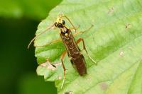 Tenthredopsis