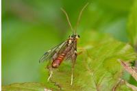Tenthredopsis