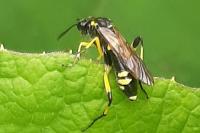 Macrophya montana