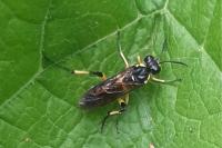Macrophya montana