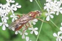 Tenthredopsis