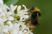 Bombus pratorum