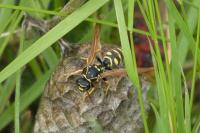 Polistes dominula