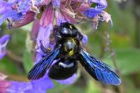Xylocopa