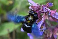 Xylocopa