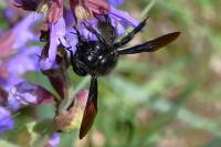 Xylocopa