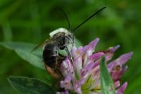 Eucera nigrescens