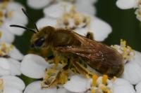 Seladonia subaurata
