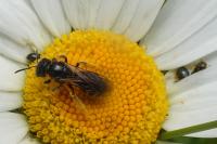 Andrena
