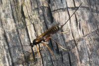 Coleocentrus excitator