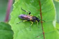 Macrophya montana