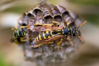 Polistes associus
