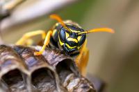 Polistes associus