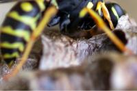 Polistes associus