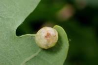 Cynips divisa