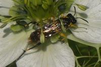 Macrophya montana