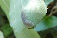 Phymatocera aterrima