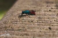 Chrysis