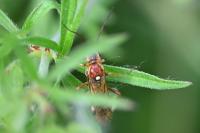 Tenthredopsis
