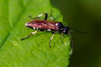 Macrophya duodecimpunctata