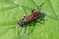 Macrophya duodecimpunctata