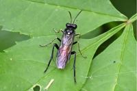 Macrophya militaris