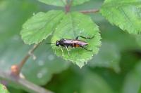 Macrophya militaris